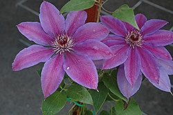Vancouver Starry Nights Clematis (Clematis 'Vancouver Starry Nights') at The Green Spot Home & Garden