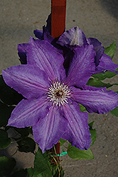 Vancouver Danielle Clematis (Clematis 'Vancouver Danielle') at The Green Spot Home & Garden