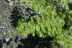 Barnesii Fern (Athyrium filix-mas 'Barnesii') at The Green Spot Home & Garden