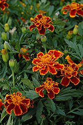 Durango Flame Marigold (Tagetes patula 'Durango Flame') at The Green Spot Home & Garden