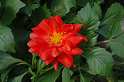 Figaro Red Dahlia (Dahlia 'Figaro Red') at The Green Spot Home & Garden