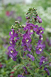 Blue Angelonia (Angelonia angustifolia 'Blue') at The Green Spot Home & Garden
