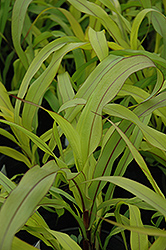 Jester Millet (Pennisetum glaucum 'Jester') at The Green Spot Home & Garden