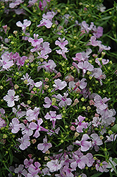 Riviera Lilac Lobelia (Lobelia erinus 'Riviera Lilac') at The Green Spot Home & Garden