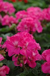 Fantasia Shocking Pink Geranium (Pelargonium 'Fantasia Shocking Pink') at The Green Spot Home & Garden