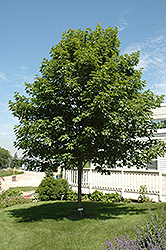 Fall Fiesta Sugar Maple (Acer saccharum 'Bailsta') at The Green Spot Home & Garden