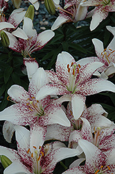 Crossover Lily (Lilium 'Crossover') at The Green Spot Home & Garden