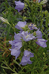 Telham Beauty Peachleaf Bellflower (Campanula persicifolia 'Telham Beauty') at The Green Spot Home & Garden