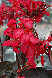 Australia Canna (Canna 'Australia') at The Green Spot Home & Garden