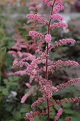 Color Flash Astilbe (Astilbe x arendsii 'Color Flash') at The Green Spot Home & Garden
