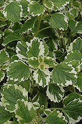 Variegated Swedish Ivy (Plectranthus coleoides 'Variegata') at The Green Spot Home & Garden