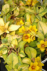 Walkabout Sunset Loosestrife (Lysimachia congestiflora 'Walkabout Sunset') at The Green Spot Home & Garden