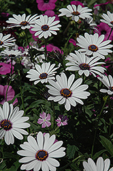 Soprano White African Daisy (Osteospermum 'Soprano White') at The Green Spot Home & Garden