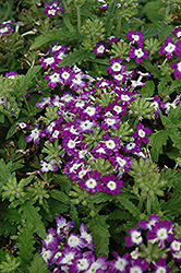 Obsession Blue With Eye Verbena (Verbena 'Obsession Blue With Eye') at The Green Spot Home & Garden