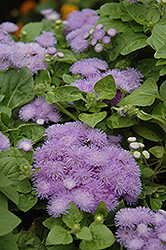 Hawaii Blue Flossflower (Ageratum 'Hawaii Blue') at The Green Spot Home & Garden