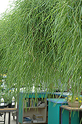 Green Twist Trailing Bamboo (Agrostis stolonifera 'Green Twist') at The Green Spot Home & Garden