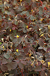 Burgundy Bliss Shamrock (Oxalis vulcanicola 'Burgundy Bliss') at The Green Spot Home & Garden