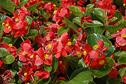 Prelude Scarlet Begonia (Begonia 'Prelude Scarlet') at The Green Spot Home & Garden