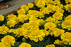 Janie Bright Yellow Marigold (Tagetes patula 'Janie Bright Yellow') at The Green Spot Home & Garden