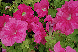 Super Cascade Pink Petunia (Petunia 'Super Cascade Pink') at The Green Spot Home & Garden