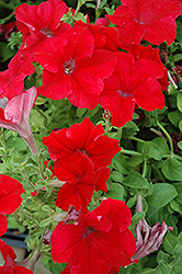 Dreams Red Petunia (Petunia 'Dreams Red') at The Green Spot Home & Garden