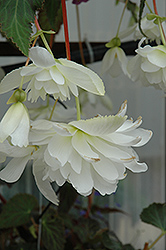 Illumination White Begonia (Begonia 'Illumination White') at The Green Spot Home & Garden