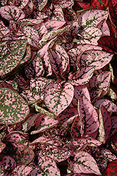 Splash Select Pink Polka Dot Plant (Hypoestes phyllostachya 'PAS2341') at The Green Spot Home & Garden