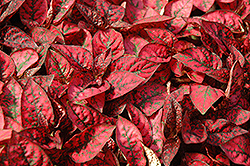 Splash Select Red Polka Dot Plant (Hypoestes phyllostachya 'PAS2344') at The Green Spot Home & Garden