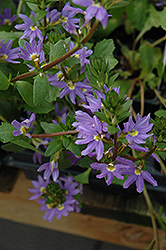 Fairy Blue Fan Flower (Scaevola aemula 'KLESC13594') at The Green Spot Home & Garden