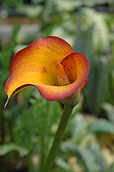Flame Calla Lily (Zantedeschia 'Flame') at The Green Spot Home & Garden