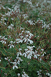 Scented Geranium (Pelargonium fragrans) at The Green Spot Home & Garden