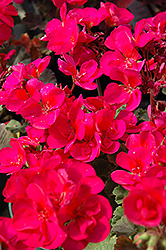 Fantasia Violet Geranium (Pelargonium 'Fantasia Violet') at The Green Spot Home & Garden