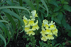 Liberty Classic Yellow Snapdragon (Antirrhinum majus 'Liberty Classic Yellow') at The Green Spot Home & Garden