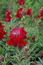 Liberty Classic Crimson Snapdragon (Antirrhinum majus 'Liberty Classic Crimson') at The Green Spot Home & Garden