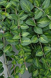 Maculata Periwinkle (Vinca major 'Maculata') at The Green Spot Home & Garden