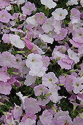 Wave Misty Lilac Petunia (Petunia 'Wave Misty Lilac') at The Green Spot Home & Garden