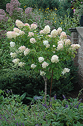 Limelight Hydrangea (tree form) (Hydrangea paniculata 'Limelight (tree form)') at The Green Spot Home & Garden