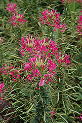 Sparkler Rose Spiderflower (Cleome hassleriana 'Sparkler Rose') at The Green Spot Home & Garden