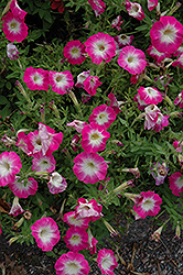 Picobella Rose Morn Petunia (Petunia 'Picobella Rose Morn') at The Green Spot Home & Garden