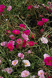 Happy Trails Fuchsia Portulaca (Portulaca grandiflora 'Happy Trails Fuchsia') at The Green Spot Home & Garden