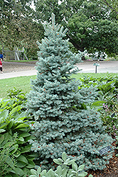 Sester Dwarf Blue Spruce (Picea pungens 'Sester Dwarf') at The Green Spot Home & Garden