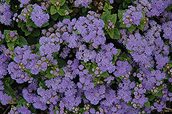 Aloha Blue Flossflower (Ageratum 'Aloha Blue') at The Green Spot Home & Garden