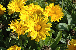 Bon Bon Yellow Pot Marigold (Calendula officinalis 'Bon Bon Yellow') at The Green Spot Home & Garden