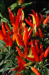 Chilly Chili Ornamental Pepper (Capsicum annuum 'Chilly Chili') at The Green Spot Home & Garden