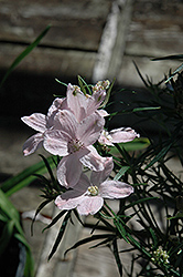 Summer Morning Dwarf Larkspur (Delphinium 'Summer Morning') at The Green Spot Home & Garden