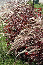 Fireworks Fountain Grass (Pennisetum setaceum 'Fireworks') at The Green Spot Home & Garden