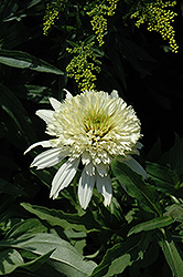 Cone-fections Meringue Coneflower (Echinacea 'Meringue') at The Green Spot Home & Garden