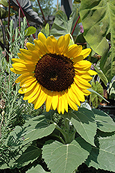 Miss Sunshine Annual Sunflower (Helianthus annuus 'Miss Sunshine') at The Green Spot Home & Garden