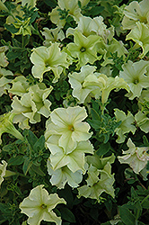 Sophistica Lime Green Petunia (Petunia 'Sophistica Lime Green') at The Green Spot Home & Garden