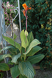 Pretoria Canna (Canna 'Pretoria') at The Green Spot Home & Garden